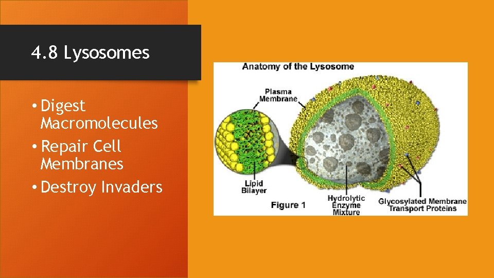 4. 8 Lysosomes • Digest Macromolecules • Repair Cell Membranes • Destroy Invaders 