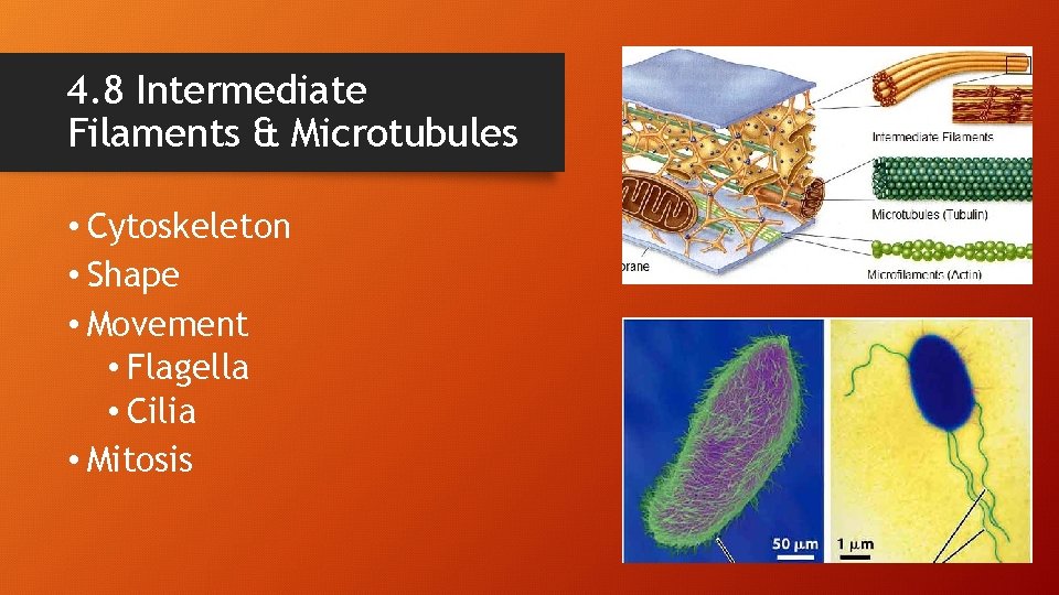 4. 8 Intermediate Filaments & Microtubules • Cytoskeleton • Shape • Movement • Flagella