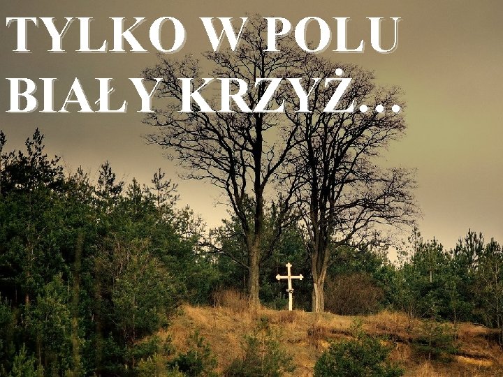 TYLKO W POLU BIAŁY KRZYŻ… 