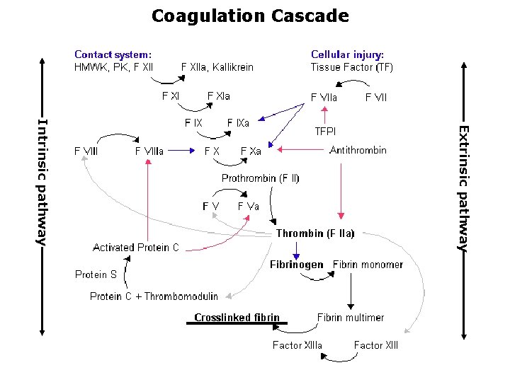 Coagulation Cascade Extrinsic pathway Intrinsic pathway 