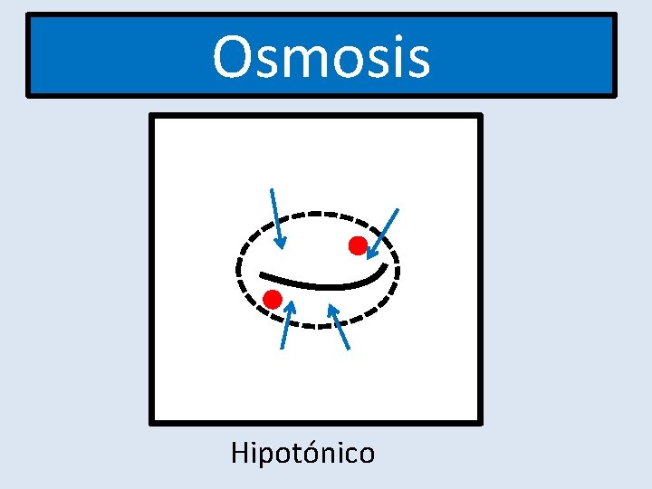 Osmosis Hipotónico Osmosis Hipotónico