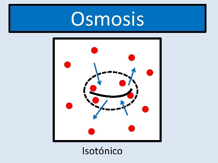 Osmosis Isotónico Osmosis Isotónico
