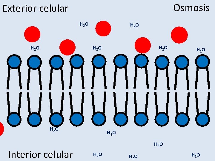 Osmosis Exterior celular H 2 O H 2 O Interior celular H 2 O