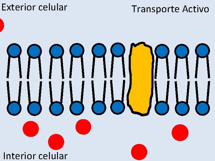 Exterior celular Interior celular Transporte Activo 