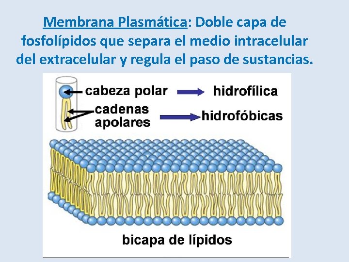 Membrana Plasmática: Doble capa de fosfolípidos que separa el medio intracelular del extracelular y