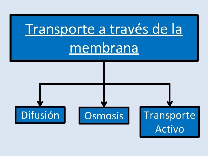 Transporte a través de la membrana Difusión Osmosis Transporte Activo 