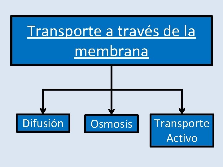 Transporte a través de la membrana Difusión Osmosis Transporte Activo Transporte a través de la membrana Difusión Osmosis Transporte Activo