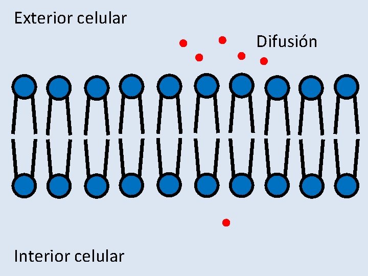 Exterior celular Difusión Interior celular 