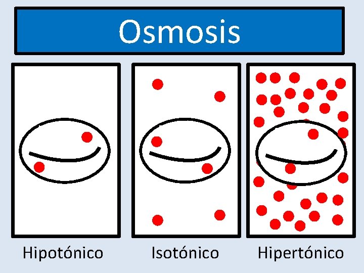 Osmosis Hipotónico Isotónico Hipertónico Osmosis Hipotónico Isotónico Hipertónico