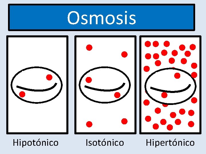 Osmosis Hipotónico Isotónico Hipertónico 