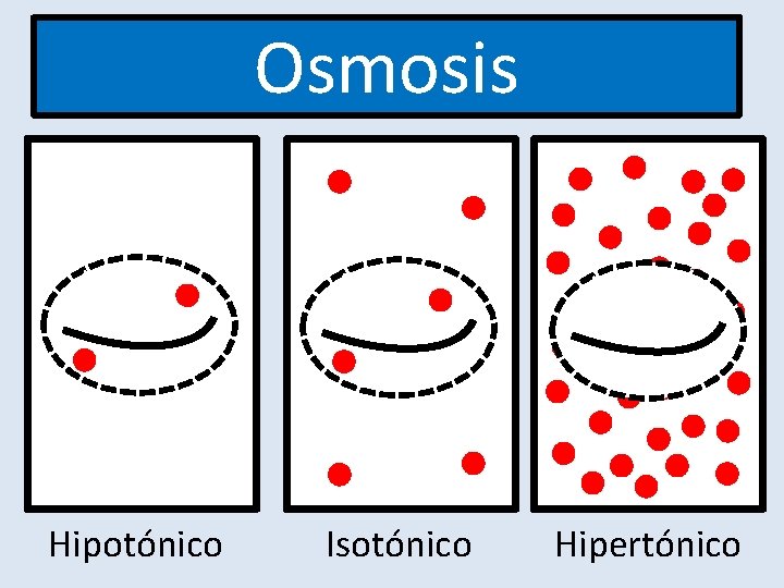 Osmosis Hipotónico Isotónico Hipertónico Osmosis Hipotónico Isotónico Hipertónico