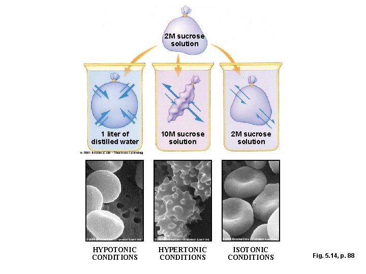 2 M sucrose solution 1 liter of distilled water 10 M sucrose solution 2