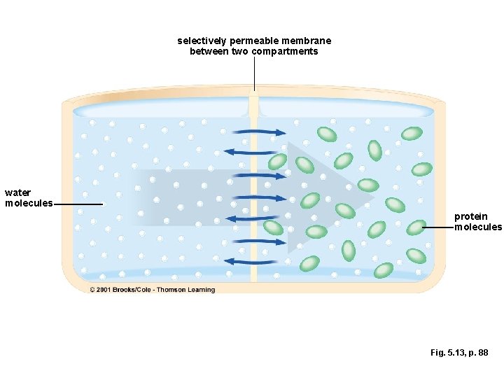 selectively permeable membrane between two compartments water molecules protein molecules Fig. 5. 13, p.