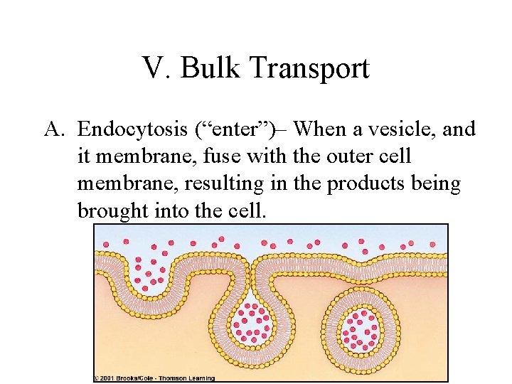 V. Bulk Transport A. Endocytosis (“enter”)– When a vesicle, and it membrane, fuse with