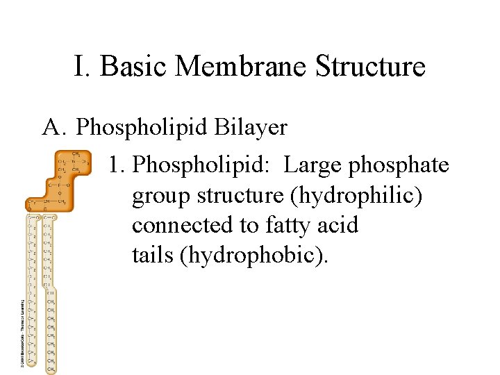 I. Basic Membrane Structure A. Phospholipid Bilayer 1. Phospholipid: Large phosphate group structure (hydrophilic)