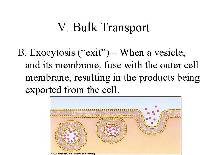 V. Bulk Transport B. Exocytosis (“exit”) – When a vesicle, and its membrane, fuse