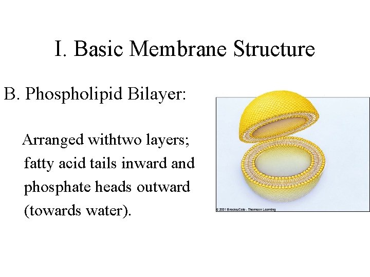 I. Basic Membrane Structure B. Phospholipid Bilayer: Arranged withtwo layers; fatty acid tails inward