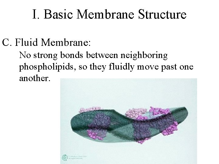 I. Basic Membrane Structure C. Fluid Membrane: No strong bonds between neighboring phospholipids, so