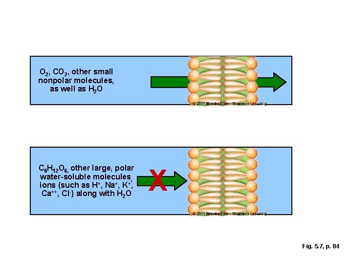 O 2, CO 2, other small nonpolar molecules, as well as H 2 O
