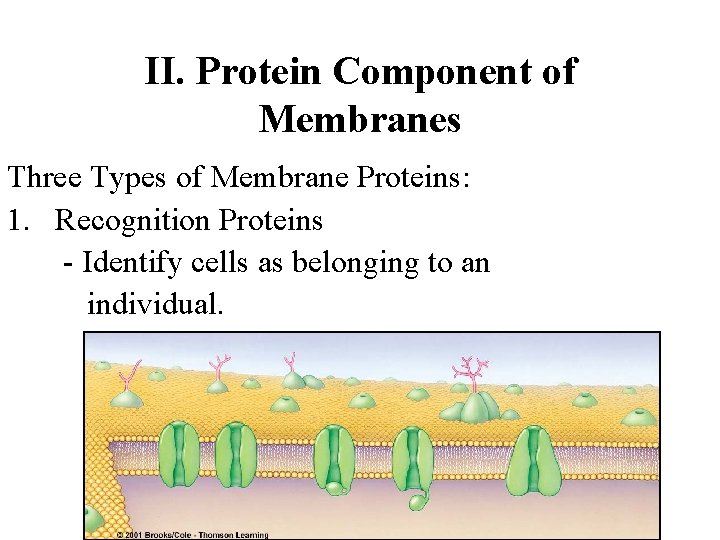 II. Protein Component of Membranes Three Types of Membrane Proteins: 1. Recognition Proteins -