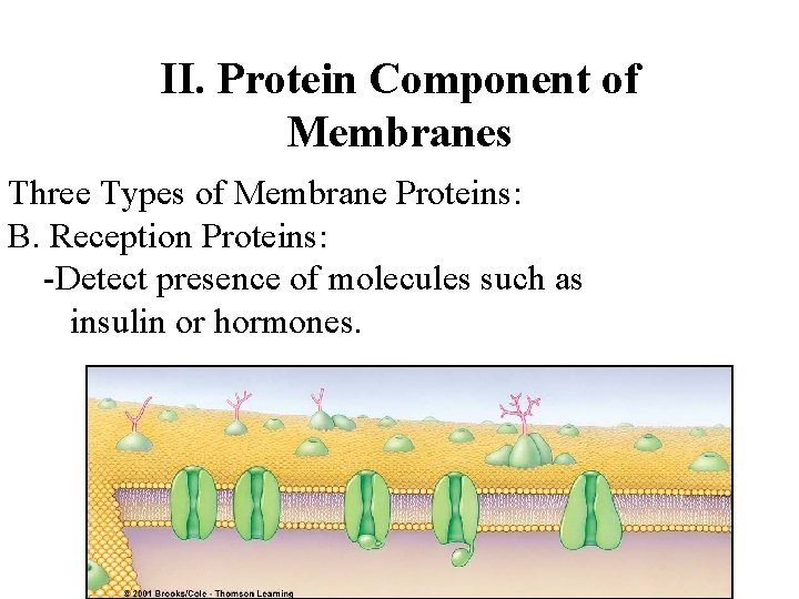 II. Protein Component of Membranes Three Types of Membrane Proteins: B. Reception Proteins: -Detect