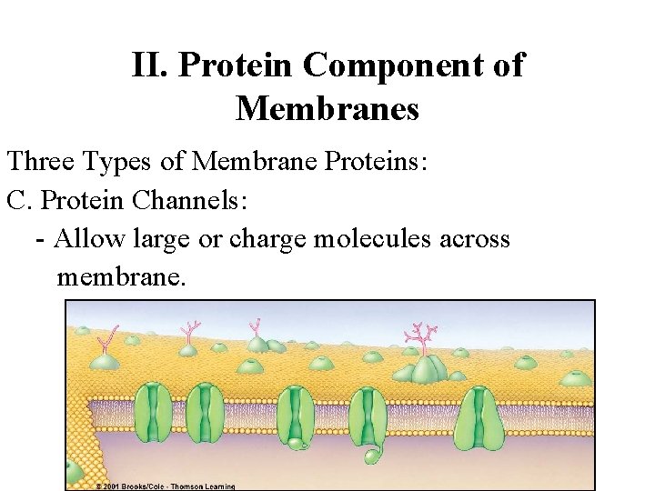 II. Protein Component of Membranes Three Types of Membrane Proteins: C. Protein Channels: -