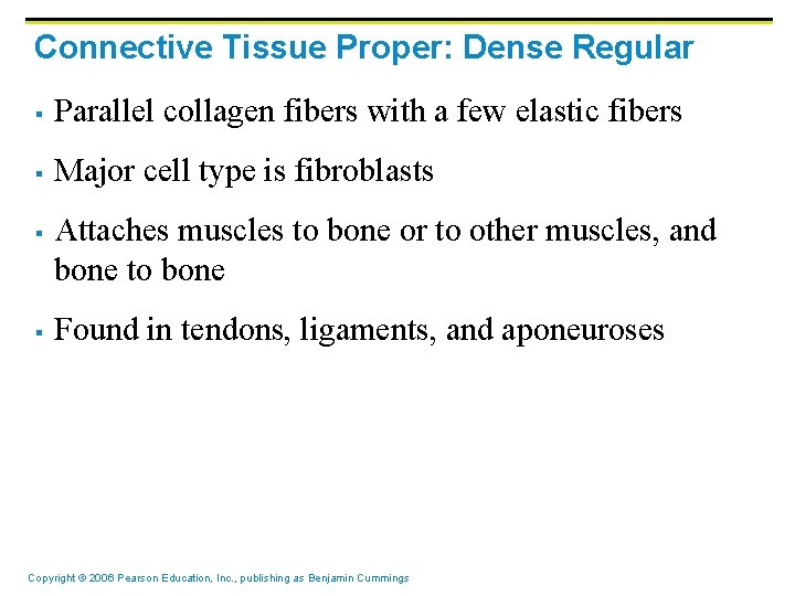 Connective Tissue Proper: Dense Regular § Parallel collagen fibers with a few elastic fibers