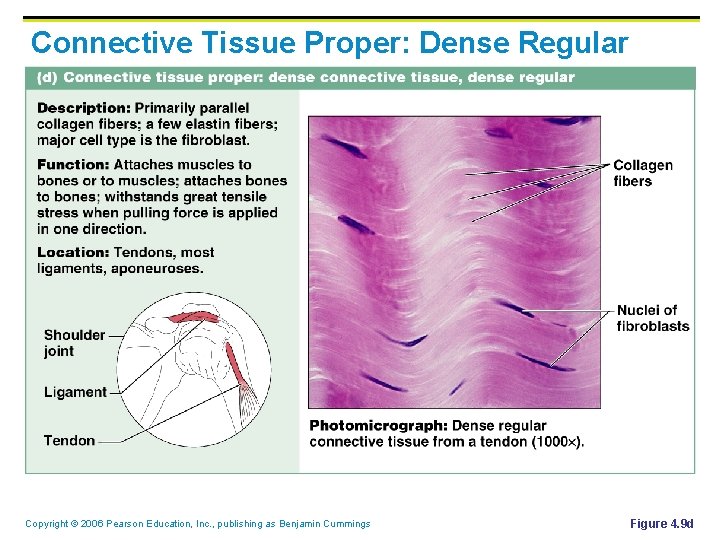 Connective Tissue Proper: Dense Regular Copyright © 2006 Pearson Education, Inc. , publishing as