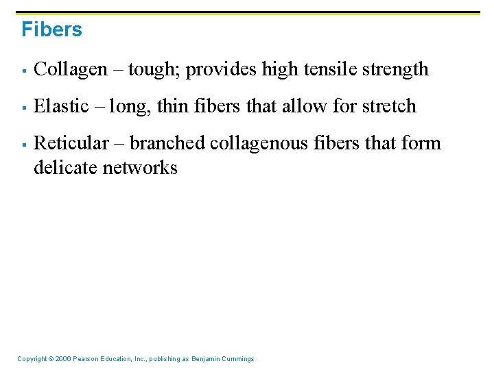Fibers § Collagen – tough; provides high tensile strength § Elastic – long, thin