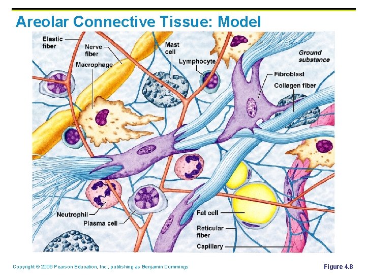 Areolar Connective Tissue: Model Copyright © 2006 Pearson Education, Inc. , publishing as Benjamin