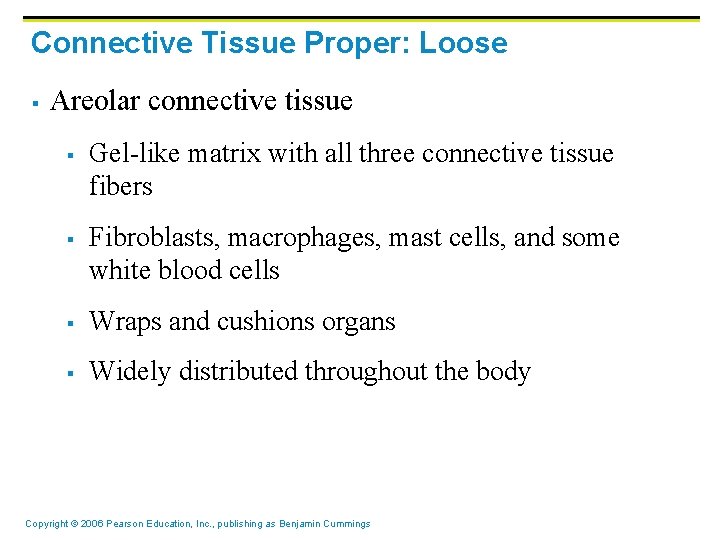 Connective Tissue Proper: Loose § Areolar connective tissue § § Gel-like matrix with all