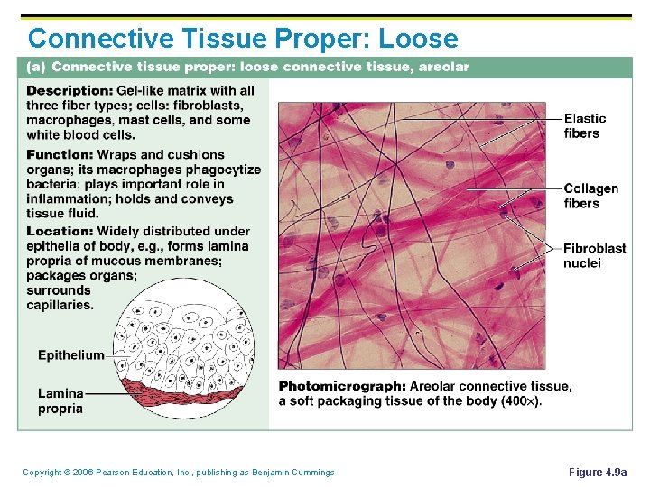 Connective Tissue Proper: Loose Copyright © 2006 Pearson Education, Inc. , publishing as Benjamin