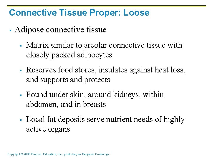 Connective Tissue Proper: Loose § Adipose connective tissue § § Matrix similar to areolar