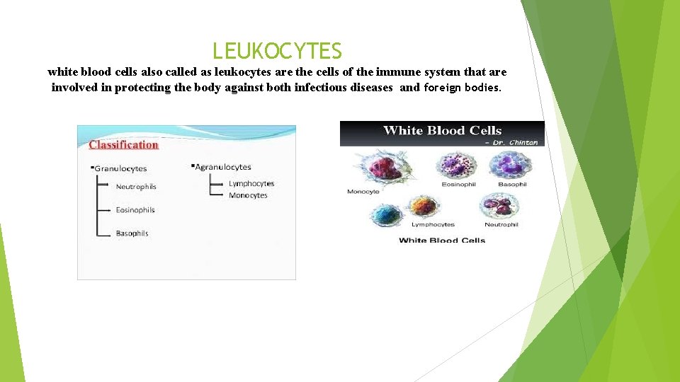 LEUKOCYTES white blood cells also called as leukocytes are the cells of the immune