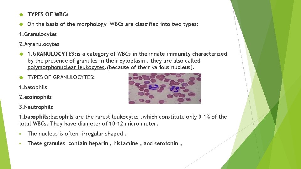  TYPES OF WBCs On the basis of the morphology WBCs are classified into