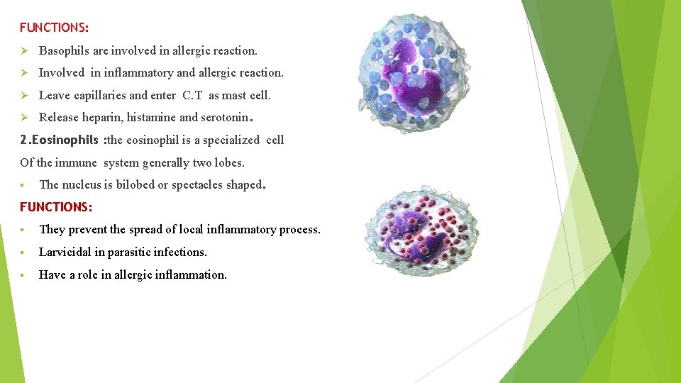 FUNCTIONS: Ø Basophils are involved in allergic reaction. Ø Involved in inflammatory and allergic