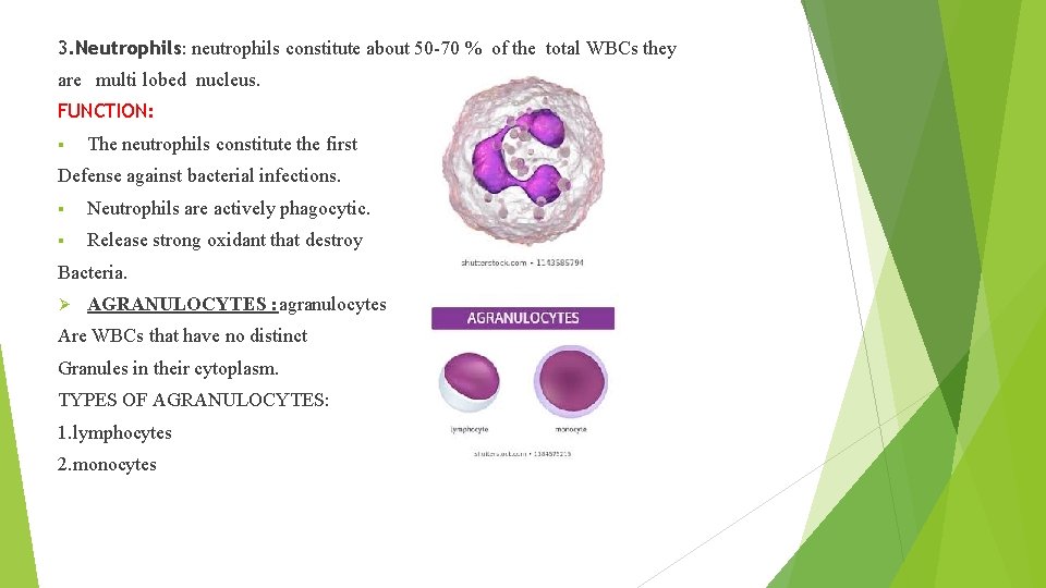 3. Neutrophils: neutrophils constitute about 50 -70 % of the total WBCs they are