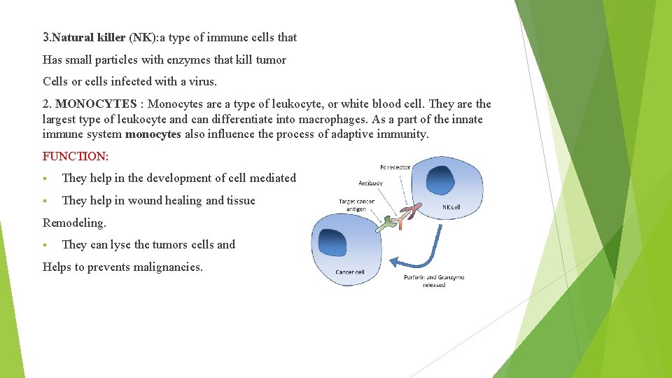 3. Natural killer (NK): a type of immune cells that Has small particles with