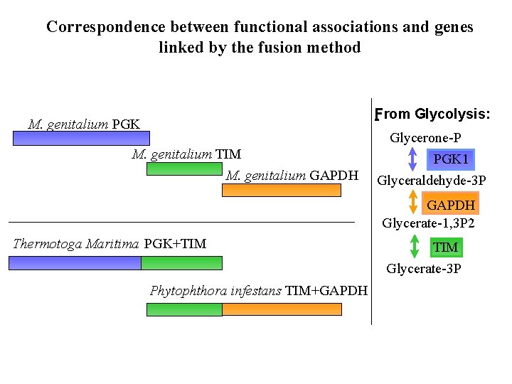 Correspondence between functional associations and genes linked by the fusion method From Glycolysis: M.