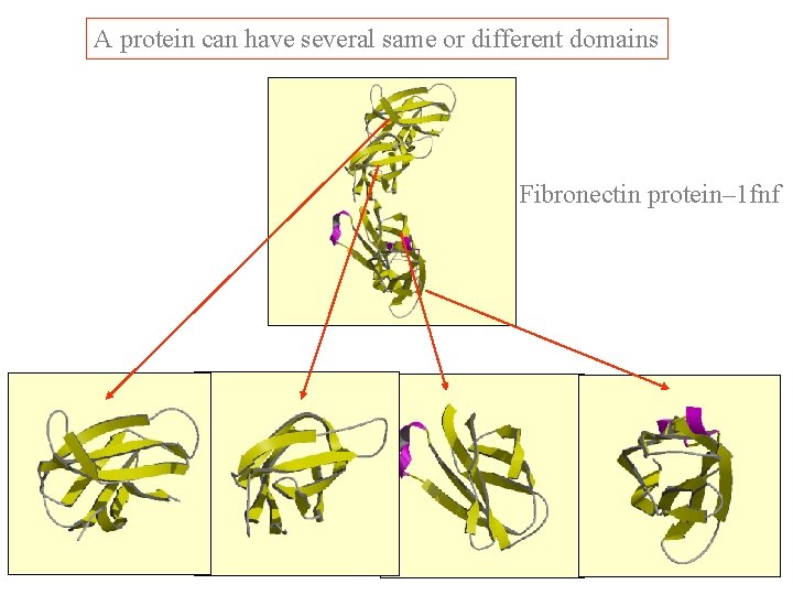 A protein can have several same or different domains Fibronectin protein– 1 fnf 