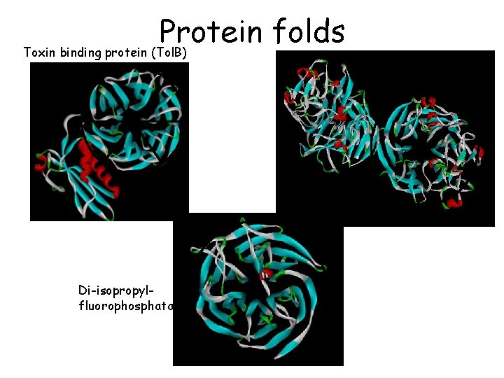 Protein folds Toxin binding protein (Tol. B) Di-isopropylfluorophosphatase Glucose dehydrogenase 
