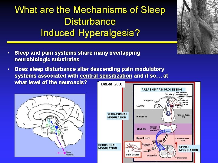 What are the Mechanisms of Sleep Disturbance Induced Hyperalgesia? • Sleep and pain systems