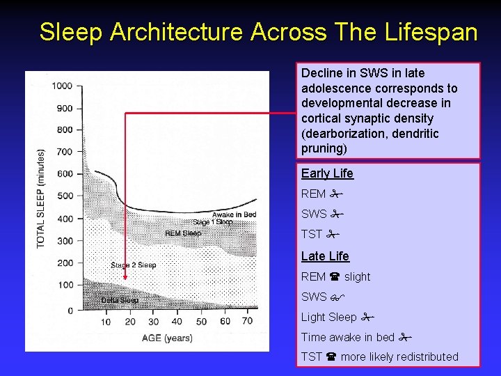 Sleep Architecture Across The Lifespan Decline in SWS in late adolescence corresponds to developmental