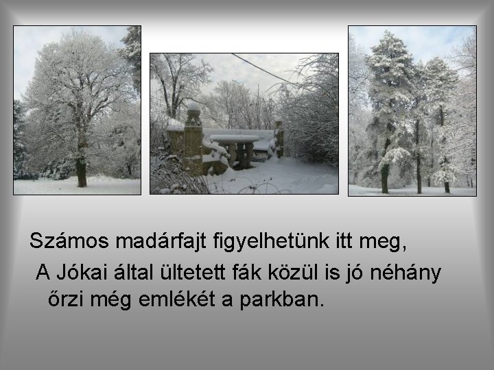 Számos madárfajt figyelhetünk itt meg, A Jókai által ültetett fák közül is jó néhány