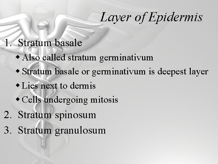 Layer of Epidermis 1. Stratum basale w Also called stratum germinativum w Stratum basale