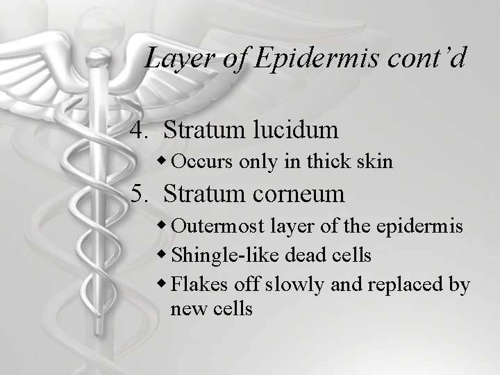 Layer of Epidermis cont’d 4. Stratum lucidum w Occurs only in thick skin 5.