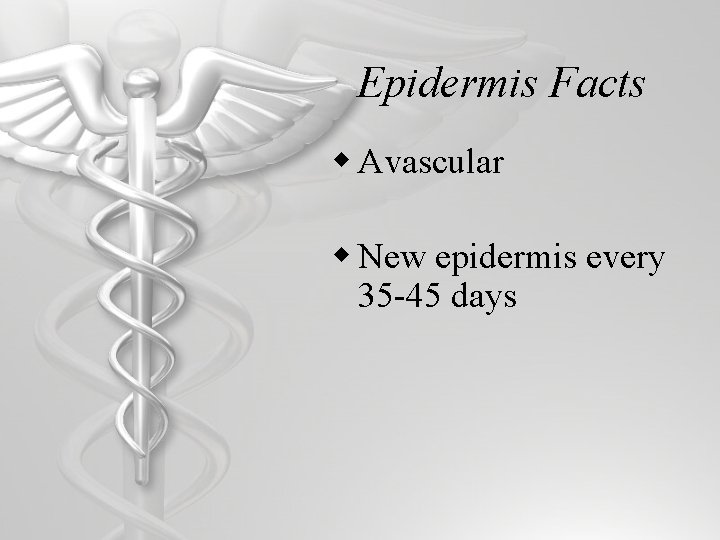 Epidermis Facts w Avascular w New epidermis every 35 -45 days 