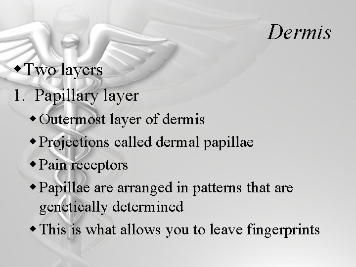 Dermis w Two layers 1. Papillary layer w Outermost layer of dermis w Projections