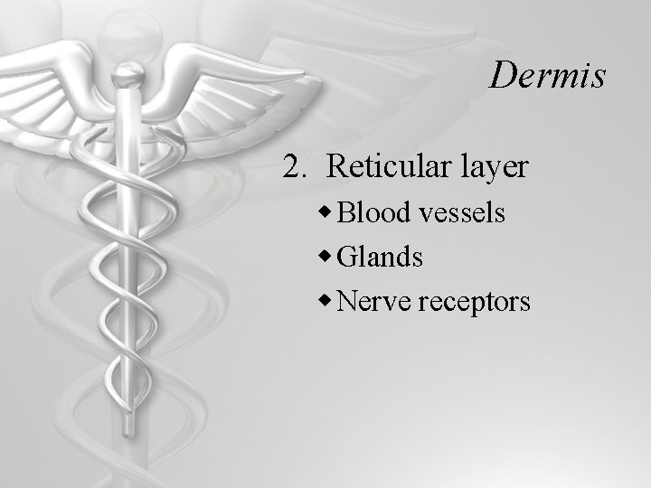 Dermis 2. Reticular layer w Blood vessels w Glands w Nerve receptors 