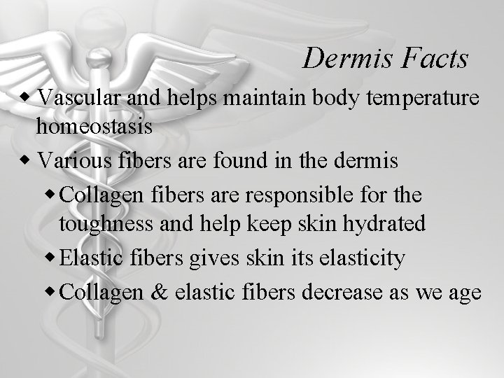Dermis Facts w Vascular and helps maintain body temperature homeostasis w Various fibers are